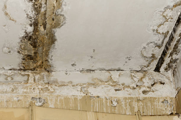 Best Flood Damage  in Rock Rapids, IA