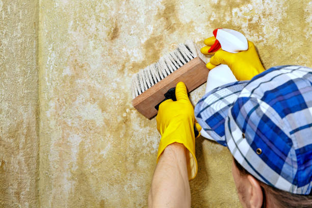 Best Biohazard Mold Removal  in Rock Rapids, IA