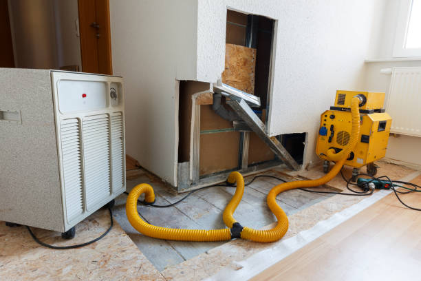 Best Attic Mold Removal  in Rock Rapids, IA