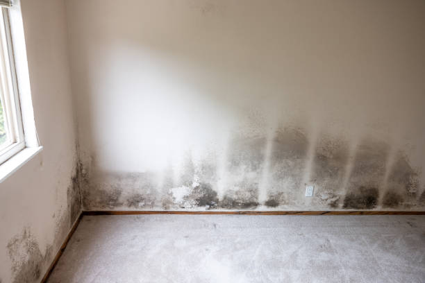 Best Environmental Consulting for Mold Prevention  in Rock Rapids, IA