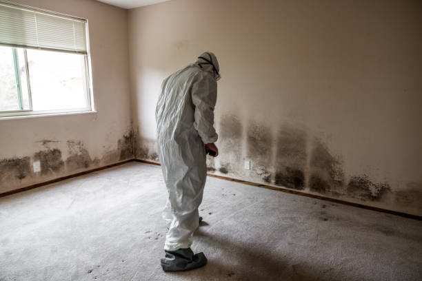 Best Asbestos and Lead Testing During Mold Inspection  in Rock Rapids, IA