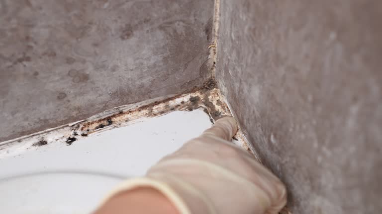 Best Mold Removal for HVAC Installations  in Rock Rapids, IA