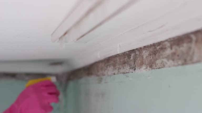 Best Mold Odor Removal Services  in Rock Rapids, IA