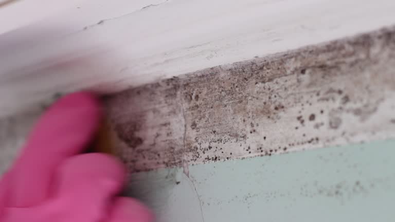 Best Mold Remediation for Healthcare Facilities  in Rock Rapids, IA